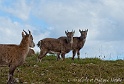 Bouquetin 9716_wm